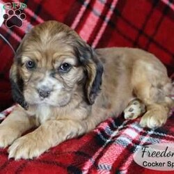 Freedom/Cocker Spaniel									Puppy/Female	/6 Weeks,Freedom is a sweet female Cocker Spaniel puppy looking for her furever home. She is up to date with shots, dewormed, vet checked and comes with a 30 day health guarantee.