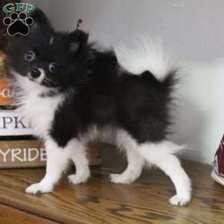 Oreo/Pomeranian									Puppy/Male	/13 Weeks,Oreo is a beautiful black and white male pomeranian.  Very playful and has a great temperament.  Mom and dad are on premises.  Oreo would be a great addition to any family.