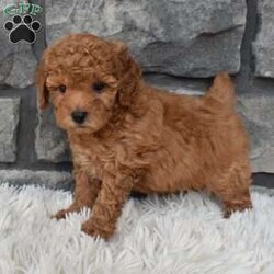 Snickers/Toy Poodle									Puppy/Male	/6 Weeks,I offer a 1 year health guarantee.  Up to date on shots and dewormings. I’m looking for a loving indoor home. Shipping options are available anywhere in the US. All Sunday calls are returned on Mondays. Thanks Jon 