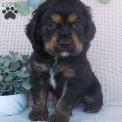 River/Cocker Spaniel									Puppy/Male	/6 Weeks,Hi, im a Cocker Spaniel puppy. I am looking forward to meeting you! I am up to date with my immunizations, my wormer medication, socialized. I am also vet-checked to make sure I am healthy. I come with a 30 day health guarantee. For more information call or text Linda 