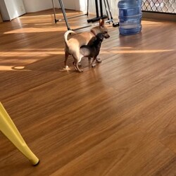 Female pure chihuahua/Chihuahua (Smooth Coat)/Female/Younger Than Six Months,We have 1female (brown) chihuahua who were born at home on Friday 18/08She is ready to go to her new home.Got her first vaccine and is also microchipWe are giving them the worming vitamins every 2 weeks since when she were bornMum and daddy in the last picWe live in Surfers ParadiseNote. Black one already got a new family