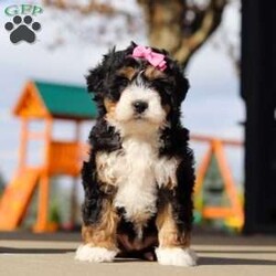 Maggie/Mini Bernedoodle									Puppy/Female	/7 Weeks,Meet Miss Maggie a adorable Mini Bernedoodle! A cutie like this is a rare find! Imagine coming home to her every night, the cutest fur baby who is always waiting eagerly with an endless number of kisses. Tiny but mighty her personality is bigger than life. Her gentle nature, intelligence, and undeniable cuteness will bring warmth and happiness to your home. With her cute puppy dog eyes and her winning ways she is sure to have you wrapped around her little paw in no time! Don’t miss out on a lifetime of cuddles and play!!