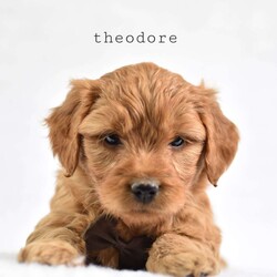 Theodore/Mini Goldendoodle									Puppy/Male	/7 Weeks,Say hello to this little nugget . Theodore is very friendly and a great babysitter! Our daughters enjoy loving on him and he soaks up all the affection he can get. He is up to date on wormer and shots and will also be vet checked before going to his new home 