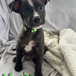 Adopt a dog:Mamba/Mixed Breed/Male/Young,You can fill out an adoption application online on our official website.Mamba is 1 of 10 babies born to mother Candy. Mom Candy is a small 20-30lb young adult who is sweet as sugar. The babies were born on September 8th, 2023 and will be available to go home at 8 weeks old on November 3rd, 2023. Feel free to put in an application in advance to get approved today! To apply: https://papitstop.org/adoptable