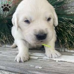 Lola/English Cream Golden Retriever									Puppy/Female	/5 Weeks,Hi. My name is Lola! I am excited to meet you and would be thrilled to go home with you on or anytime after 12/09/2023. I would be the perfect Christmas present for you! I mean, don’t I look the cutest? Reserve me now!
