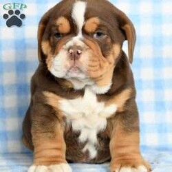 Maxwell/Beabull									Puppy/Male	/8 Weeks,Look at me! I am a Beabull puppy! My Mom is a Beabull and my Dad is an English Bulldog. I was born on September 19th and I will be ready for my forever home on November 14th! I have been family raised on a mini farm in the country. I have had my shots and dewormers. I will be checked by a veterinarian. For more information or to schedule a visit with me, please contact Marcus Monday through Saturday. All Sunday calls will be returned on Monday.