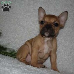 Sandra/French Bulldog									Puppy/Female	/11 Weeks,Sandra is outgoing, playful and has the sweet french bulldog temperment. She is looking for her forever home