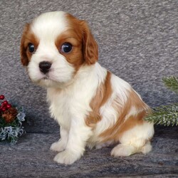 Charlie/Cavalier King Charles Spaniel									Puppy/Male	/6 Weeks,Hi, im a Cavalier puppy. I am looking forward to meeting you! I am up to date with my immunizations, my wormer medications, and I have a Micro-chip so that I can be easily identified if I ever become lost! 