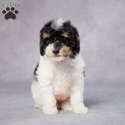 Tasha/Miniature Poodle									Puppy/Female	/8 Weeks,AKC registered / Genetically tested Parents – Happy and healthy – Mini Poodle – Up to date on and deworming – Microchipped – 6 month health/1 year genetic guarantees(1yr/2yr if you remain on recommended food)- Full vet examination Call/text/email to schedule a time to come out and visit. We can ship to you, or can meet you at our airport. We can also meet in between if a reasonable distance.