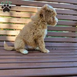 Finn/Mini Labradoodle									Puppy/Male	/9 Weeks,Finn is super playful and would make you a great pet and companion. He will come up to date on shots and dewormer, 1 year health guarantee and a clear shot record. 