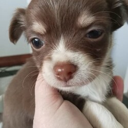 Chihuahua chocolate long hair very small babys /Chihuahua (Long Coat)/Male/Younger Than Six Months,Hi we have 2 very small chocolate babies left they are all boys very well socialised love cuddles very loving puppies can you Mum and Dad they are on royal cannon Chihuahua puppy biscuits they have been vet checked vaccinated ready to go come with puppy vouchers for their next vaccination 
