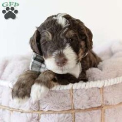 S’more/Bernedoodle									Puppy/Male	/5 Weeks,Meet S’more! A Beautiful Standard size F1b Bernedoodle Boy with a gorgeous chocolate tri color (wavy/curly hair coat). He is very sweet and playful and loves to be around people. He will come vet checked, utd with his vaccinations and dewormings. Along with his health record, 2 year genetic health guarantee and 30 days of health insurance through Trupanion. CKC registered. Parents are  health tested and both are super sweet with great temperaments. introduced to crate, potty and leash training. 