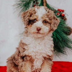 Maggie Micro Mini/Mini Bernedoodle									Puppy/Female	/10 Weeks