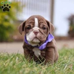 Paige/English Bulldog									Puppy/Female	/9 Weeks,Meet Paige!! The AKC English Bulldog puppy she is charismatic and spirited breed known for her friendly personality and gentle nature. With their compact, muscular build and an endearing, wrinkled face, these puppies radiate charm. Her loyalty and affection make her an excellent choice for families and individuals alike. She is playful, intelligent, and highly trainable, making her a eager learner of new tricks and commands. She has a natural love for human companionship and is great with children, cementing their reputation as loving and loyal pets. 