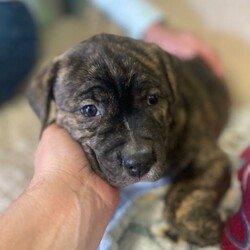 Adopt a dog:Cruiser/Mixed Breed/Male/Baby,Cruiser is a male seven week old mixed breed puppy.