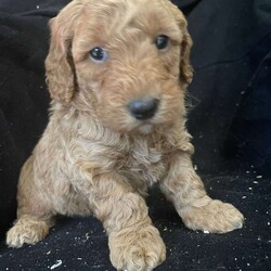 Annie – F1BB/Mini Goldendoodle									Puppy/Female	/5 Weeks,To contact the breeder about this puppy, click on the “View Breeder Info” tab above. Annie is a sweetheart girl , She is potty training   ,went through Early Nurological development exercises ,vet checked and  vaccinated ,60 days health guarantee  ready to go 12/0
