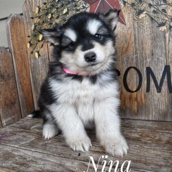 Nina/Alaskan Malamute									Puppy/Female	/7 Weeks