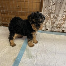 Adopt a dog:Fox Terrier x Welsh terrier puppy/Fox terrier x Welsh terrier/Male/6 weeks,I have 1 beautiful boy fox terrier X Welsh terrier puppy-looking for his forever loving home puppy will
be wormed to date and will be  vet checked microchipped and first vaccination before collection. From good bloodlines, both parents are KC registered but puppy isn’t
Can be viewed with mother. small deposit will secure but non refundable