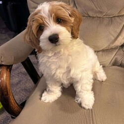 Chayce/Mini Labradoodle									Puppy/Male	/17 Weeks