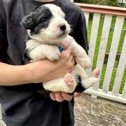 Labradoodle cross Border Collie puppies/Labrador Retriever/Male/Younger Than Six Months,Adorable Labradoodle Cross Border Collie Puppies Seeking Loving Families!
