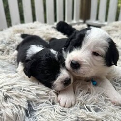 Labradoodle cross Border Collie puppies/Labrador Retriever/Male/Younger Than Six Months,Adorable Labradoodle Cross Border Collie Puppies Seeking Loving Families!
