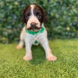 7 x Mini Spoodles (DNA Clear) Free Delivery Sydney//Both/Younger Than Six Months,7 x beautiful first generation Mini Spoodle puppies available to a loving home. Ready to go from the 19th December and we can deliver them to Sydney on this date.- 2 x Chocolate & White females ($2,200)- 1 x Chocolate Females ($2,200)- 1 x Cream & White Female ($1,800)- 2 x Chocolate Males ($2,200)- 1 x Chocolate & Male ($2,200)Puppies come :- With first round of vaccinations & microchipped- Vet check report- 6 weeks free pet insurance- Not desexed- Wormed every 2 weeksThe puppies have been raised indoors and outdoors, and around children and other puppies. These puppies will be low to non shedding. Similar to bordoodle, labradoodle, Aussiedoodle, groodle, cavoodle.The father is a DNA Clear 9kg Chocolate Cocker Spaniel, the mother is a 6kg Choc & White Parti Mini Poodle DNA Tested. We own both parents and I can send photos of parents on request.Once our puppies leave, we:- Would love to see updates!- Offer a rehoming policy- Offer a 18 month health guarantee- Have a Facebook page you can stay in touch or see other puppies we have bred- Offer support and are free to talk at any time throughout your puppies lifeWe are located in Nyngan NSW, can get to Dubbo at any stage. Road transport is usually organised from Dubbo. There will be free transport to Sydney, with a chosen meeting location and time. Happy to arrange other freight at buyers expense, flights from Sydney to another capital city are usually around $300Full members of AAPDB: 16947BIN: B000738270We have a website & Facebook page Country Canine Co. Please look on our Facebook group Country Canine Co. Families for photos of the previous litter as adults.