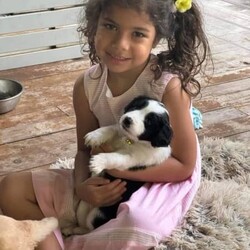 Labradoodle cross Border Collie puppies/Labrador Retriever/Male/Younger Than Six Months,Adorable Labradoodle Cross Border Collie Puppies Seeking Loving Families!