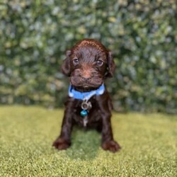 7 x Mini Spoodles (DNA Clear) Free Delivery Sydney//Both/Younger Than Six Months,7 x beautiful first generation Mini Spoodle puppies available to a loving home. Ready to go from the 19th December and we can deliver them to Sydney on this date.- 2 x Chocolate & White females ($2,200)- 1 x Chocolate Females ($2,200)- 1 x Cream & White Female ($1,800)- 2 x Chocolate Males ($2,200)- 1 x Chocolate & Male ($2,200)Puppies come :- With first round of vaccinations & microchipped- Vet check report- 6 weeks free pet insurance- Not desexed- Wormed every 2 weeksThe puppies have been raised indoors and outdoors, and around children and other puppies. These puppies will be low to non shedding. Similar to bordoodle, labradoodle, Aussiedoodle, groodle, cavoodle.The father is a DNA Clear 9kg Chocolate Cocker Spaniel, the mother is a 6kg Choc & White Parti Mini Poodle DNA Tested. We own both parents and I can send photos of parents on request.Once our puppies leave, we:- Would love to see updates!- Offer a rehoming policy- Offer a 18 month health guarantee- Have a Facebook page you can stay in touch or see other puppies we have bred- Offer support and are free to talk at any time throughout your puppies lifeWe are located in Nyngan NSW, can get to Dubbo at any stage. Road transport is usually organised from Dubbo. There will be free transport to Sydney, with a chosen meeting location and time. Happy to arrange other freight at buyers expense, flights from Sydney to another capital city are usually around $300Full members of AAPDB: 16947BIN: B000738270We have a website & Facebook page Country Canine Co. Please look on our Facebook group Country Canine Co. Families for photos of the previous litter as adults.