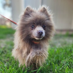 Adopt a dog:Paddington /Pomeranian/Male/Adult,Meet Paddington!

Paddington is an adorable 7 pound,  5 year old, pomeranian. This boy had a very sad past, however now we get to rewrite his future. Paddington is a happy little guy who loves to run around and play. He is working on his potty training but it is believed that he was an outside dog before he joined our organization. He will ware a wrap with no issues. Paddington is kennel trained and quiet as a mouse. He is very nervous at first and would benefit from a home where he can get one on one to learn the good dog life. Although he could coexist with other dogs, he tends to prefer the only dog life. We would like to see him be the apple of someones eye. He is ok with older well mannered children. Once you win this boy over, he is very cuddly and sweet. He loves to be carried around. He will pee when he is nervous however that can stop once he gets used to you. He does have a beautiful long coat that will require regular grooming. Unfortunately due to the neglect of hos coat he had to be shaved. 

This guy will be a once in a life time boy for the right family. Are you his happily ever after?
