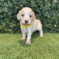 7 x Mini Spoodles (DNA Clear) Free Delivery Sydney//Both/Younger Than Six Months,7 x beautiful first generation Mini Spoodle puppies available to a loving home. Ready to go from the 19th December and we can deliver them to Sydney on this date.- 2 x Chocolate & White females ($2,200)- 1 x Chocolate Females ($2,200)- 1 x Cream & White Female ($1,800)- 2 x Chocolate Males ($2,200)- 1 x Chocolate & Male ($2,200)Puppies come :- With first round of vaccinations & microchipped- Vet check report- 6 weeks free pet insurance- Not desexed- Wormed every 2 weeksThe puppies have been raised indoors and outdoors, and around children and other puppies. These puppies will be low to non shedding. Similar to bordoodle, labradoodle, Aussiedoodle, groodle, cavoodle.The father is a DNA Clear 9kg Chocolate Cocker Spaniel, the mother is a 6kg Choc & White Parti Mini Poodle DNA Tested. We own both parents and I can send photos of parents on request.Once our puppies leave, we:- Would love to see updates!- Offer a rehoming policy- Offer a 18 month health guarantee- Have a Facebook page you can stay in touch or see other puppies we have bred- Offer support and are free to talk at any time throughout your puppies lifeWe are located in Nyngan NSW, can get to Dubbo at any stage. Road transport is usually organised from Dubbo. There will be free transport to Sydney, with a chosen meeting location and time. Happy to arrange other freight at buyers expense, flights from Sydney to another capital city are usually around $300Full members of AAPDB: 16947BIN: B000738270We have a website & Facebook page Country Canine Co. Please look on our Facebook group Country Canine Co. Families for photos of the previous litter as adults.