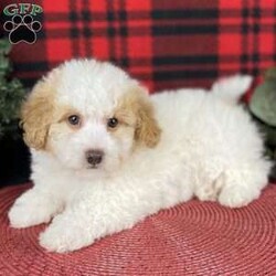 Ashley/Mini Bernedoodle									Puppy/Female	/8 Weeks,Prepare to fall in love!!! My name is Ashley and I’m the sweetest little F1bb mico mini bernedoodle looking for my furever home! One look into my warm, loving eyes and at my silky soft coat and I’ll be sure to have captured your heart already! I’m very happy, playful and very kid friendly and I would love to fill your home with all my puppy love!! I am full of personality, and I give amazing puppy kisses! I stand out above the rest with my beautiful, fluffy apricot and white coat! I will come to you vet checked and up to date on all vaccinations and dewormings . I come with a 1-year guarantee with the option of extending it to a 3-year guarantee and shipping is available! My mother is Christy, an F1b mini bernedoodle weighing 24 lbs. with a heart of gold, and my father is Peanut, a 12# red and white toy poodle with an awesome personality! Both of my parents are very sweet and kid friendly which will make me the same!! I will grow to approx 15-18# and I will be hypoallergenic and nonshedding! !!… Why wait when you know I’m the one for you? Call or text Austin to make me the newest addition to your family and get ready to spend a lifetime of tail wagging fun with me!