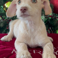 Adopt a dog:Missletoe /Chihuahua/Male/Baby,Hello! My name is Mistletoe and I am a 4 month old chi/poo mix that will be about 12lbs! I am super sweet , friendly and very loving! I love to play with my Buddy Snickers and do zoomies til we are tired and then we snuggle on the couch with our foster mom!!! I am really hoping to be home for Christmas so if you are looking for a cute smart $ funny little boy to add to your family, let’s chat!! Call or text 408-849-1080 for more info and application!

