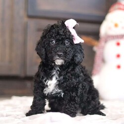 Bonnie/Miniature Poodle									Puppy/Female	/8 Weeks,Bonnie is an adorable baby, and she specializes in snuggle time! This sweet pup loves her people and will never leave your side. Playtime is no joke to her, and she will always find a way to make you smile with her cute puppy antics. With her silky, soft coat and deep blue, puppy-dog eyes, this little baby will steal your heart from the very first minute you see her. Momma to this sweet baby is an adorable Mini Poodle named Royal. She loves her little ones dearly and is such a good momma. Dad is a stunning Mini Poodle weighing 18lbs named Ryder. The pups will arrive to their forever home with their first vet exam completed, current on necessary vaccines and dewormer, microchipped and our 1 year genetic health guarantee. For more info, or to schedule a visit with the babies, you can call or text anytime! Lee Nisley