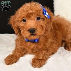 Jasper/Toy Poodle									Puppy/Male	/8 Weeks,Jasper will melt your heart with his cuteness and sweet loving temperament. They are very well socialized and great with kids and other puppies!!! If you are looking for a best friend or a perfect addition to your family we would love to hear from you. The mom weighs 7lbs and the dad weighs 10lbs.           Shipping is available.   They are Micro Chipped.   Payment methods include Credit card, Venmo or Cash.  All Deposits are NON REFUNDABLE!!!  The Puppy comes with a Year Genetic Health Guarantee and Shot records and a baggie of Food. We will Send a Scented Blankie along with the Puppy that way you’re Puppy will be more Comfortable.