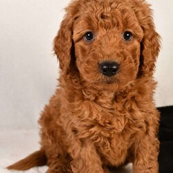 Riley/Mini Goldendoodle									Puppy/Male	/7 Weeks,Meet Riley, he is an F1B mini goldendoodle that will melt your heart with his cuteness,super sweet,loving and personality. He is very well socialized and is played with everyday,if you are looking for a best friend or the perfect addition to your family, we would love to hear from you. He will be vet checked to ensure he is in good health and will be up to date on shots and dewormer. He will also come with a 30 day health guarantee and a 1-year genetic health guarantee. Call us today to give this little sweetheart a loving home filled with lots of hugs and cuddles! , you can also check us out at adorablepups.net