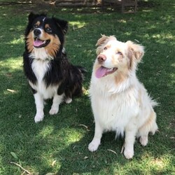 Purebred Australian Shepherd Puppies/Australian Shepherd Dog/Male/Younger Than Six Months,Purebred Australian Shepherd Puppies3 tri-coloured Boys availableGreat temperament puppies and good with kidsMum red Merle and dad black tri (pictured)Ready for their forever homes mid DecemberRepeat mating - third litter togetherLocated Highfields area 4352Welcome to view parents and litterAll puppies vet checked, vaccinated, microchipped and wormed.BIN# 0011377667251