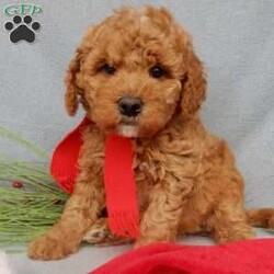 Carmen ( F1b)/Mini Goldendoodle									Puppy/Female	/8 Weeks,Look what you just found!! The sweetest little f1b mini goldendoodle face you have ever seen…My name is Carmen and I would love to come home with you! I am sure with one look into my warm, sweet eyes and I’ll be sure I will have captured your heart already! I am very happy, playful and very kid friendly! I stand out way above the rest with my beautiful curly red coat!!!  Full of personality and always ready to give amazing puppy kisses and open to adventures!!  I have been vet checked and I am up to date on vaccinations and dewormings and I will also come with a 1-year guarantee with the option of extending it to a 3-year guarantee.  Shipping is available! My mother is our sweet Sandy, a 30# mini goldendoodle with a heart of gold and my father is Zeke our beautiful and playful 10# apricot and white mini poodle and Zeke is genetically tested clear! Both of the parents are on the premises and available to meet! That makes me an F1b hypoallergenic and non shedding mini goldendoodle and I will grow to approx. 18-22# !… Why wait when you know I am meant to be yours? Call or text Martha to make me the newest addition to your family and get ready to spend a lifetime of tail wagging fun!   (7% sales tax on in home pickups) 
