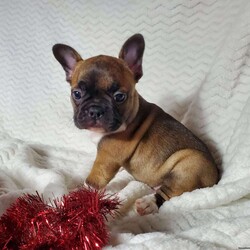 Ivory/Frenchton									Puppy/Female	/7 Weeks,Ivory is a very lively  and friendly  puppy, she is well socialized  with children. Please  watch my video below 