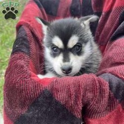 Maggie/Pomsky									Puppy/Female	/6 Weeks,Maggie is little but mighty.  This loveable pup is waiting for a family to love and to be loved.  She gets along well with her siblings and will be a great addtion to your family.  She has had her shots and  been dewormed.