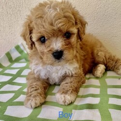Cavoodle x Maltese Shitzu gorgeous litter puppies/Shih Tzu/Both/Younger Than Six Months,We have four gorgeous litter puppies males and female no desex and none shading hairs.Those are 8 weeks old(DOB 10/23).Waiting for kinds of new ownersDad Cavoodle he smart dogs and can learn obedience and training with an attentive family.Mum she is well socialised with dogs and people, so they make fantastic companions and treasured members of the new family .They are have been Vet checked,physical no issues. First vaccinated.Wormed every fortnight when they are 2weeks old.And fleas washed too.Puppies raised in a loving family environment by responsible ‚registered breeders with : Responsible Pet Breeders Australia Associations.Price Boy $1900.Girl $2100All Shots and documents provided from vet.You're welcome to view the parents and puppy so message or phone me ******6292 than we can arrange suitable time for you. REVEAL_DETAILS 