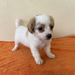 Cavoodle x Maltese Shitzu gorgeous litter puppies/Shih Tzu/Both/Younger Than Six Months,We have four gorgeous litter puppies males and female no desex and none shading hairs.Those are 8 weeks old(DOB 10/23).Waiting for kinds of new ownersDad Cavoodle he smart dogs and can learn obedience and training with an attentive family.Mum she is well socialised with dogs and people, so they make fantastic companions and treasured members of the new family .They are have been Vet checked,physical no issues. First vaccinated.Wormed every fortnight when they are 2weeks old.And fleas washed too.Puppies raised in a loving family environment by responsible ‚registered breeders with : Responsible Pet Breeders Australia Associations.Price Boy $1900.Girl $2100All Shots and documents provided from vet.You're welcome to view the parents and puppy so message or phone me ******6292 than we can arrange suitable time for you. REVEAL_DETAILS 
