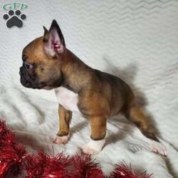 Ivory/Frenchton									Puppy/Female	/7 Weeks,Ivory is a very lively  and friendly  puppy, she is well socialized  with children. Please  watch my video below 