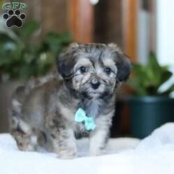 Cody/Bich-Poo									Puppy/Male	/8 Weeks,Meet your dream puppy Cody! An adorable tiny Bichapoo 