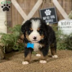 Everest/Bernese Mountain Dog									Puppy/Male	/8 Weeks,Meet Everest! With a relaxed and chill personality, he just goes with the flow of things around him. He has a very plush thick coat that is super soft! His expected adult size is 70-85 lbs. His going home date begins on December 9th, in time for Christmas! He has been raised in a family setting and does very well with people of all ages. Everest comes with limited AKC registration papers, with full registration available for an additional fee. He also comes having been vet checked, will have received up to date vaccinations and deworming, started on crate training, and a lifetime of support from us!
