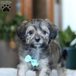 Cody/Bich-Poo									Puppy/Male	/8 Weeks,Meet your dream puppy Cody! An adorable tiny Bichapoo 