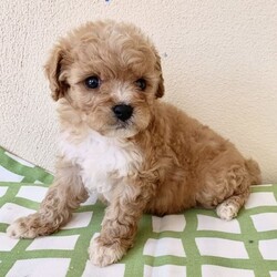 Cavoodle x Maltese Shitzu gorgeous litter puppies/Shih Tzu/Both/Younger Than Six Months,We have four gorgeous litter puppies males and female no desex and none shading hairs.Those are 8 weeks old(DOB 10/23).Waiting for kinds of new ownersDad Cavoodle he smart dogs and can learn obedience and training with an attentive family.Mum she is well socialised with dogs and people, so they make fantastic companions and treasured members of the new family .They are have been Vet checked,physical no issues. First vaccinated.Wormed every fortnight when they are 2weeks old.And fleas washed too.Puppies raised in a loving family environment by responsible ‚registered breeders with : Responsible Pet Breeders Australia Associations.Price Boy $1900.Girl $2100All Shots and documents provided from vet.You're welcome to view the parents and puppy so message or phone me ******6292 than we can arrange suitable time for you. REVEAL_DETAILS 