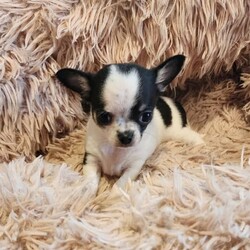 Pedigree chihuahua puppies /Chihuahua (Smooth Coat)/Female/Younger Than Six Months,Caliya chihuahuas currently have some beautiful long coat and smooth coat puppies available.All of my puppies are raised in my home they are well socialised with other chihuahuas and with kids.My puppies come with*Limited pedigree papers (pet only no showing or breeding)*vet health check certificate*microchipped*1st vaccination*wormed every 2 weeks*with a puppy pack inc a bed, food and treats* lifetime support