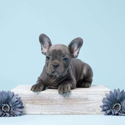 Kory/French Bulldog									Puppy/Male	/13 Weeks,Meet Kory, the charming and endearing AKC registered French Bulldog. Kory has been lovingly raised within a warm and nurturing family environment, making him exceptionally well-socialized and ready to become a beloved member of your family. This adorable puppy has received meticulous care and attention, ensuring he is up to date on all vaccinations and deworming treatments to ensure his health and well-being. With his irresistible charm and playful spirit, Kory is eagerly seeking his forever home where he can bring joy, laughter, and endless cuddles to your life. Don’t miss the opportunity to make Kory a part of your family today!