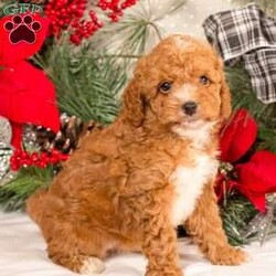 Tiffany/Miniature Poodle									Puppy/Female	/6 Weeks,Your search for the perfect Christmas present is over! Wouldn’t one of these furbabies be just perfect? Imagine the hours of snuggles, play and companionship with these little sweethearts. They have been well socialized by the Speicher family since day one. These little ones are up to date on dewormer, vaccinations and have had their first vet check up. 