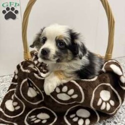 Lacey/Miniature Australian Shepherd									Puppy/Female	/10 Weeks,Come out to see these wonderful mini Aussie puppies in Newburg pa. They’re family raised in a clean environment. They have wonderful temperaments and would make a great addition to your home with children or animals as they’ve been socialized with both. They’ve been vetted and health checked and are looking for loving homes for the holidays. 